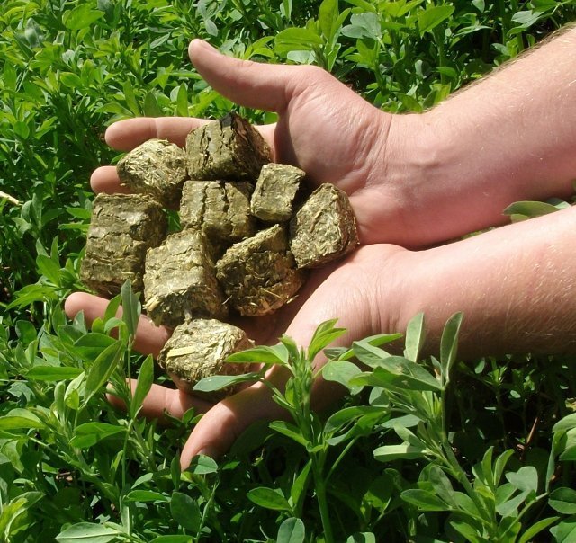 Hay Cubes Hay & Fodder Lucerne Hay For Sale